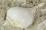Eocene Fossil Gastropods (Globularia & Sycostoma) - Damery, France #103852-2